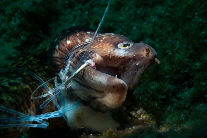 Bức ảnh chụp một con cá đã chết mắc vào dây câu ngoài khởi Bodrum, Thổ Nhĩ Kỳ, xuất sắc giành chiến thắng trong danh mục Nhiếp ảnh gia bảo tồn của năm