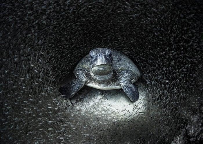 Một con rùa xanh giữa đàn cá thủy tinh ở rạn san hô Ningaloo, Australia. Bức ảnh đạt giải nhất Nhiếp ảnh gia đại dương của năm. Ảnh: Aimee Jan/