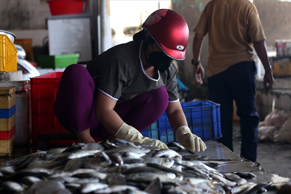 Cá xanh xương, cá đối, cá bè trang là những loại hải sản phổ biến tại chợ Cần Giờ trong ngày 22.9.