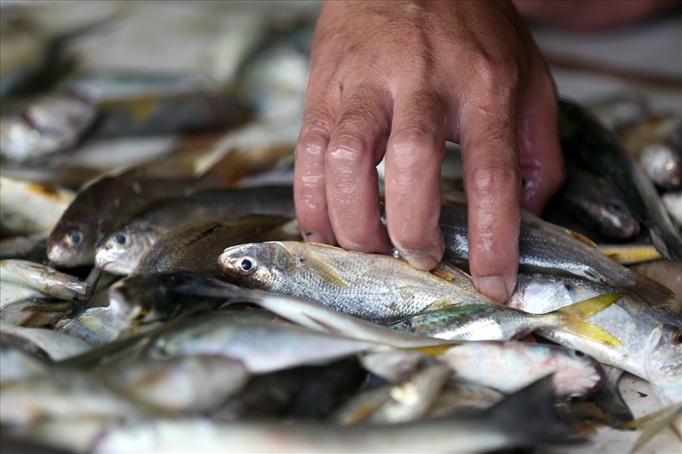 Cá xanh xương, cá đối, cá bè trang là những loại hải sản phổ biến trong ngày đầu ngư dân được ra khơi đánh bắt cá.