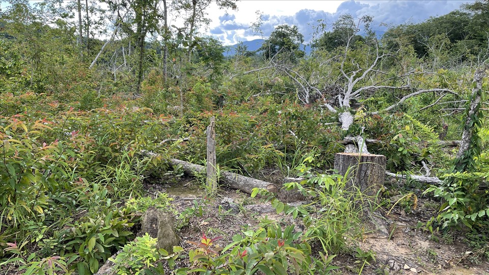Hiện trường rừng bị phá tại xã Hàm Cần. Ảnh: Phạm Duy