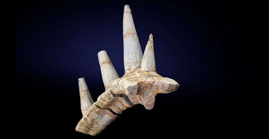Hóa thạch con khủng long Spicomellus tìm thấy ở Maroc, Châu Phi. Ảnh: The Natural History Museum