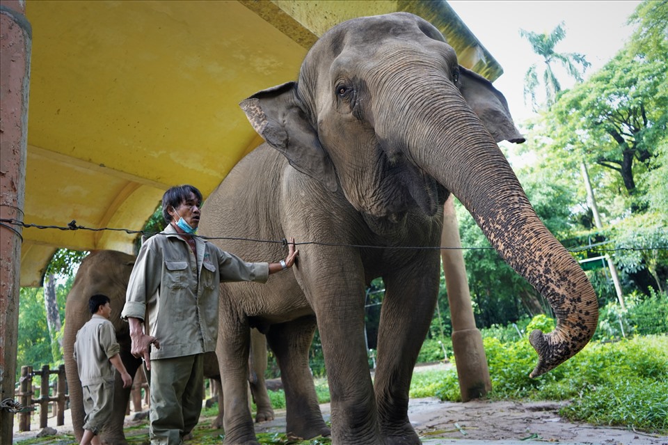 37 năm gắn bó với công việc chăm sóc thú tại Thảo Cầm Viên trong đó 30 năm chăm sóc riêng cho đàn voi, ông Đỗ Thanh Hải cho biết bằng đấy năm làm nghề nhưng đây có thể là lần duy nhất trải qua những ngày tháng đặc biệt này.
