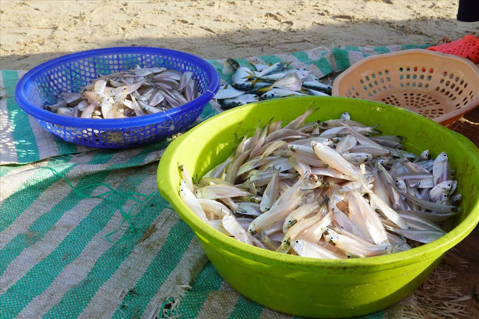 Cá mai sau khi được rửa sạch bằng nước biển thế này hôm nay có giá bán 40.000 đồng/kg tại bãi biển. Các ngư dân cho biết giá cá sẽ dao động từ 30 -70.000 đồng/kg tùy theo số lượng đánh bắt được từng bữa. Phần lớn lượng cá của các ghe đã được đặt trước hoặc bao tiêu thu mua. Ảnh: T.A