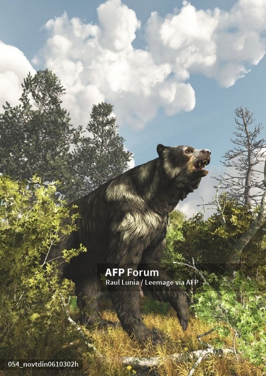 Ảnh minh họa gấu mặt ngắn khổng lồ. Ảnh: AFP