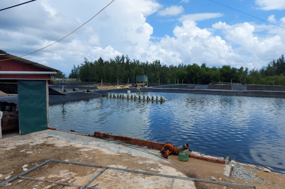Hồ nuôi tôm ở xã Thạch Hải mà người dân tố gây nhiễm mặn giếng sinh hoạt của họ. Ảnh: Trần Tuấn.