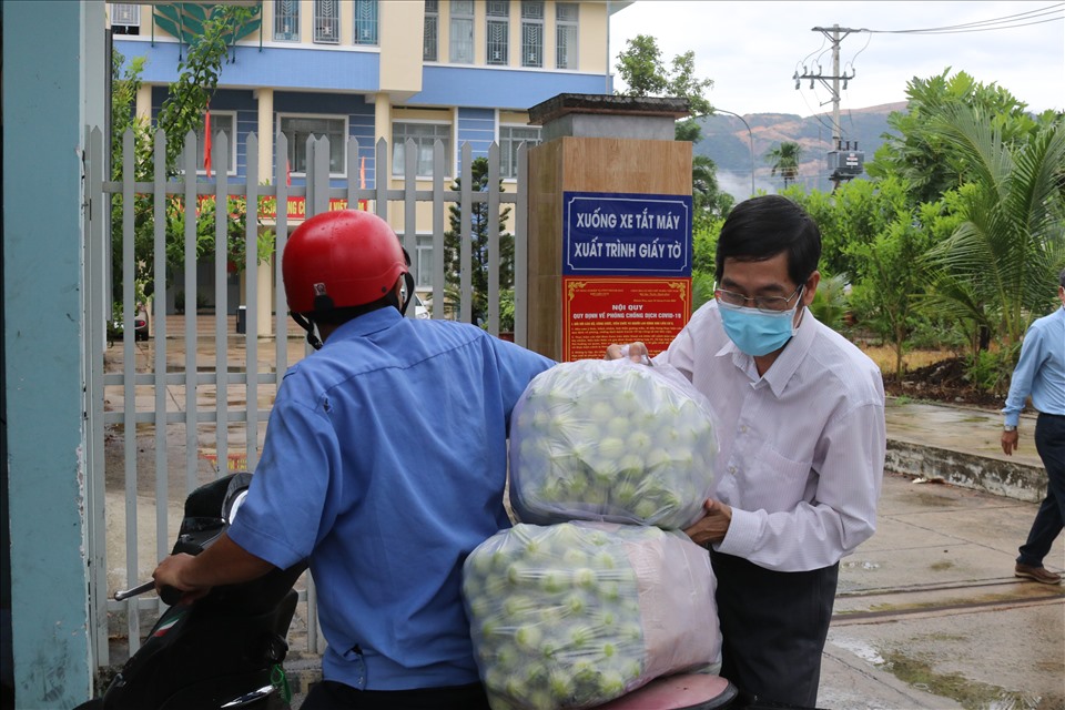 Thành phố Cam Ranh hiện đang còn 50 tấn táo đã đến kỳ thu hoạch nhưng không thể bán do ảnh hưởng dịch COVID-19. Ảnh: Phương Linh