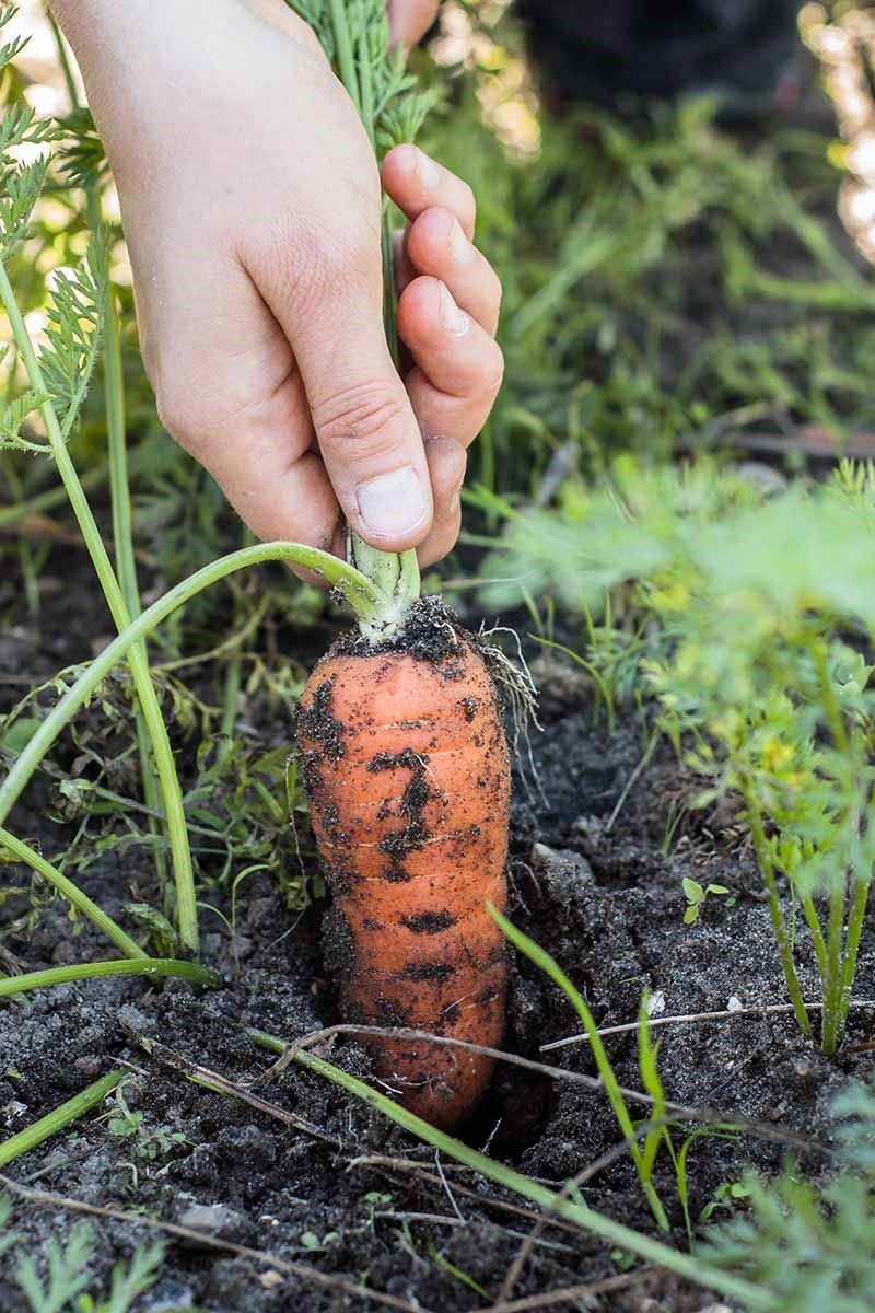 Cách trồng cà rốt đơn giản tại nhà dành cho các bà nội trợ