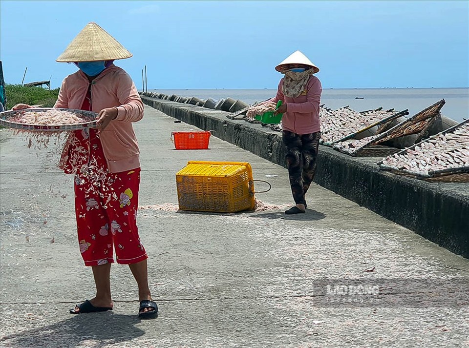 Tận dụng thời tiết nắng nhiều, bà con cũng thu hoạch và phơi con ruốc ở ven đê biển. Phần lớn con ruốc được xuất bán lên TP Hồ Chí Minh, các tỉnh miền Đông và xuất khẩu.