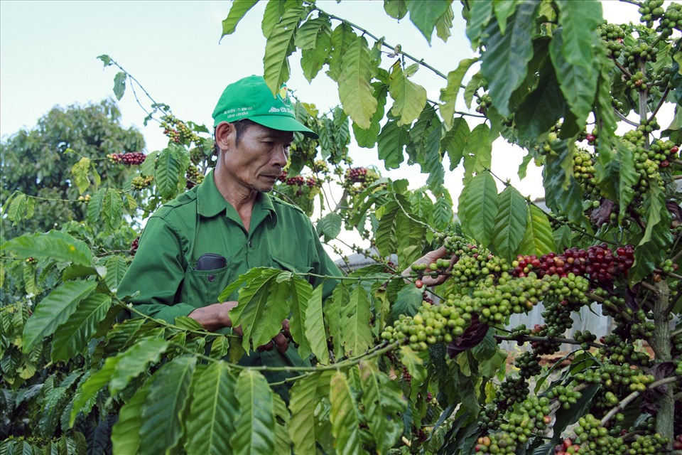 Nguồn nhân công để thu hoạch cà phê ở tỉnh Lâm Đồng chỉ đáp ứng từ 40-50%. Ảnh: Ngọc Ngà