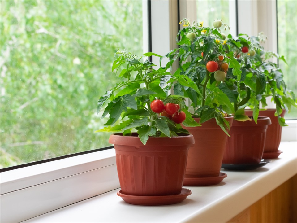 Lựa chọn vị trí trồng cây cà chua có nhiều ánh sáng. Ảnh: Xinhua