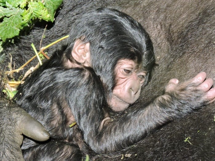 Cảnh một con khỉ đột con nằm trong lòng khỉ đột mẹ được nhìn thấy ở khu vực Kibumba của Vườn quốc gia Virunga, Cộng hòa Dân chủ Congo. Ảnh: Vườn quốc gia Virunga/AFP