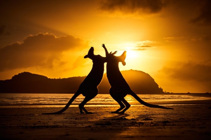 Bức ảnh về điệu nhảy lúc bình minh của hai con chuột túi ở Cape Hillsborough, Queensland. Ảnh chụp màn hình