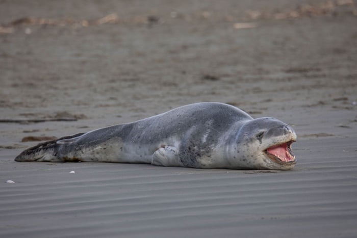 Một con hải cẩu báo nằm nghỉ ngơi trên bãi biển Sumner ở Christchurch, New Zealand. Ảnh chụp màn hình