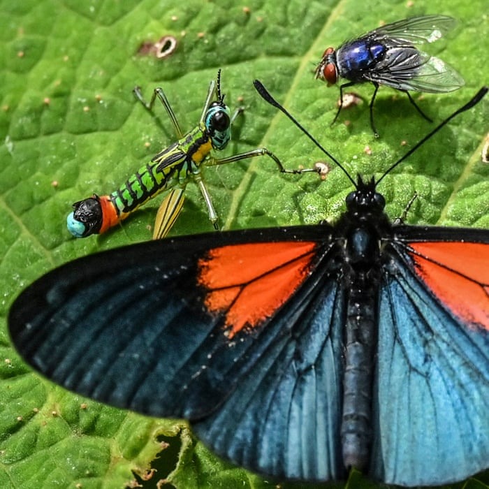 Hình ảnh một con bướm Altinote ozoneme ở Jardin, Antioquia, Colombia. Ảnh: AFP