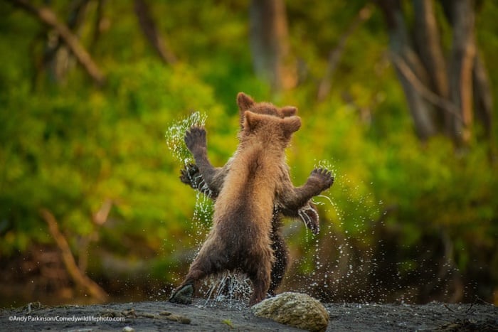 Hai chú gấu nâu Kamchatka đang nhảy múa ở bán đảo Kamchatka, Nga. Ảnh: Nhiếp ảnh động vật hoang dã hài hước năm 2021