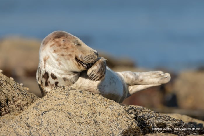 Một con hải cẩu xám cười “e thẹn” ở Ravenscar, Anh. Ảnh: