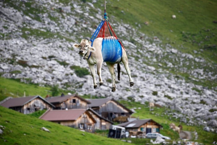 Một con bò được vận chuyển bằng trực thăng ở Thụy Sĩ. Ảnh chụp màn hình