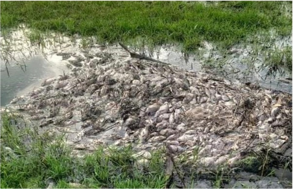Cá tự nhiên tại các ao hồ, kênh mương tại Khu công nghiệp Phong Điền (Thừa Thiên Huế) chết hàng loạt thời gian qua. Ảnh: Nguyễn Thủy.