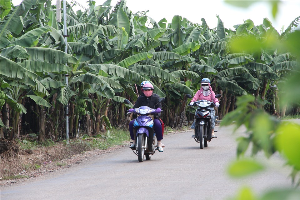 Nông trại trồng chuối lớn ở Bình Phước. Ảnh: Đình Trọng