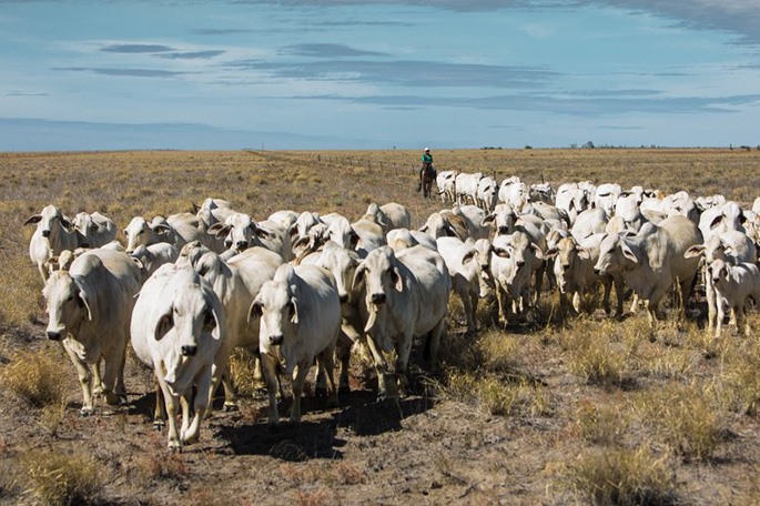 Việc nhập khẩu 14.000 con bò sống từ Brazil khiến các chuyên gia lo ngại sẽ làm lây lan dịch bệnh. Ảnh minh hoạ: Nguồn