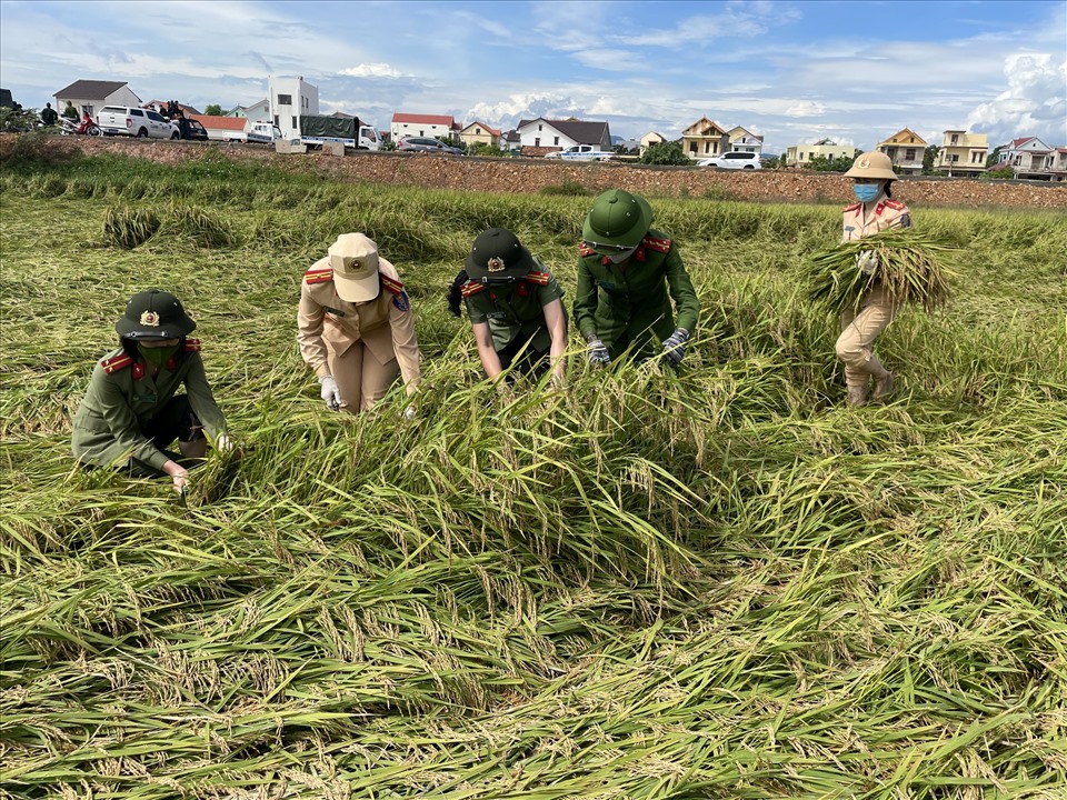 Tận tay gặt lúa giúp dân. Ảnh: CTV
