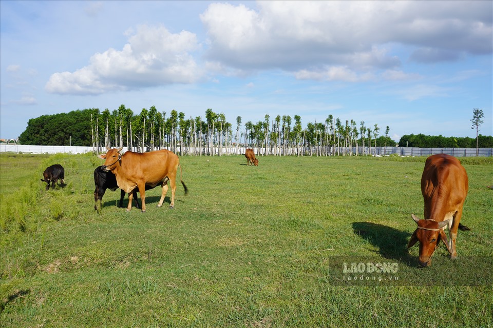 Theo ghi nhận của Lao Động đến thời điểm hiện tại, khu đất rộng 5ha thuộc dự án này trở thành nơi chăn thả trâu bò cho người dân.