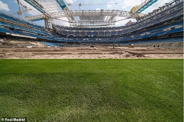 Mặt cỏ mới của Bernabeu trong giai đoạn chuẩn bị hoàn thành, rất dày và êm. Ảnh: Real Madrid.