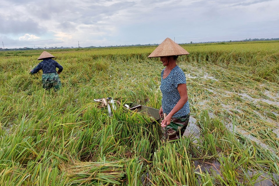 Bà Nguyệt đã 70 tuổi vẫn ra đồng gặt lúa “chạy” bão. Ảnh: Trần Tuấn.