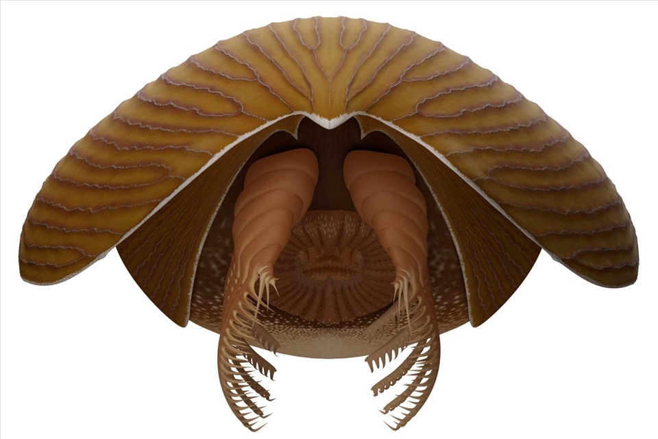 Hình dáng cơ thể và miệng của Titanokorys gainesi được phục dựng. Ảnh: Bảo tàng Hoàng gia Ontario