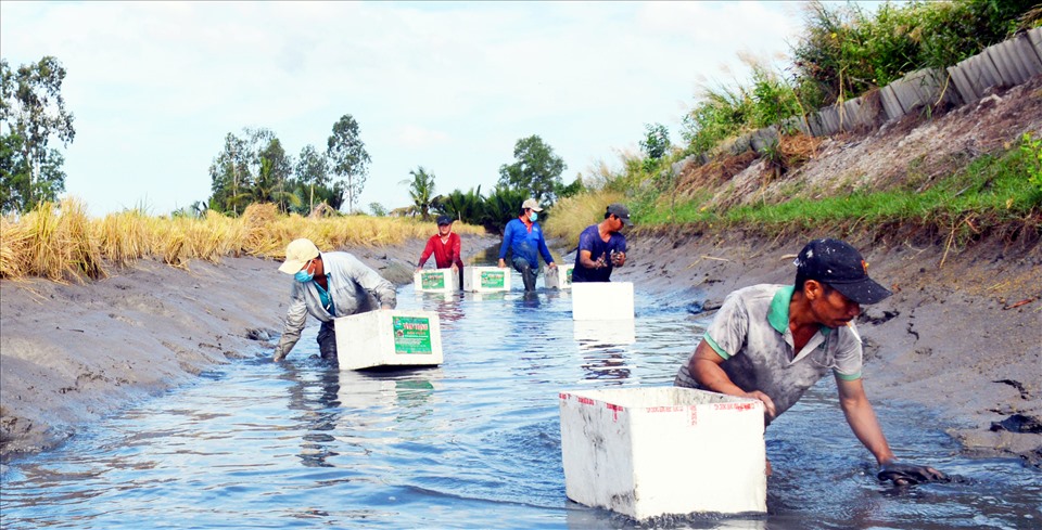 Thu hoạch tôm càng xanh trên đất lúa tại tỉnh Cà Mau. Ảnh: Nhật Hồ