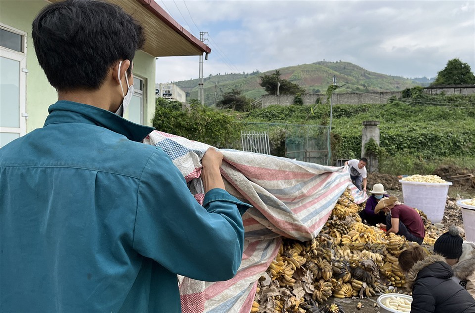 Không chỉ giải cứu chuối, HTX Việt Trung còn tạo việc làm cho người dân địa phương bằng việc bóc vỏ chuối. Giá nhân công từ 250.000 đồng/ngày.