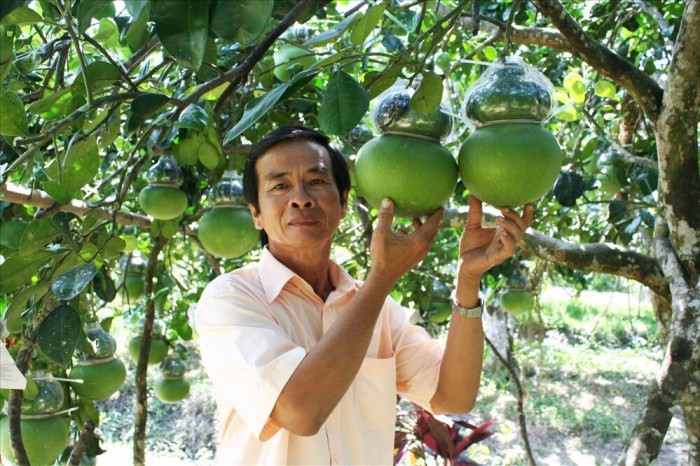 Cũng theo ông Thành, vài năm trước, ở xã Phú Tân có một số hộ hợp tác với ông sản xuất bưởi hồ lô nhưng năm nay không ai làm. Riêng có 1 hộ tạo hình đào tiên hồ lô nhưng với số lượng rất ít, khoảng vài trăm trái.