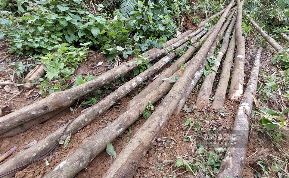 Những cây gỗ này cũng được sếp gọn gàng để vận xuất ra khỏi rừng.