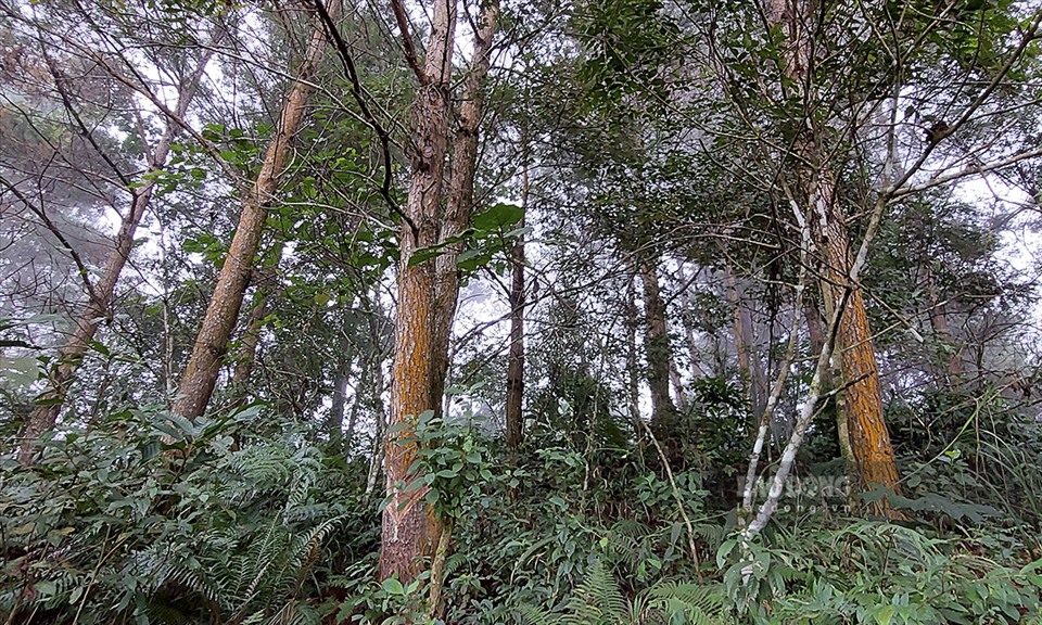 Những rừng thông đang xanh tốt như thế này, mỗi năm lại bị người dân chặt phá và lấn vào rừng 1 ít để mở rộng diện tích làm nương.