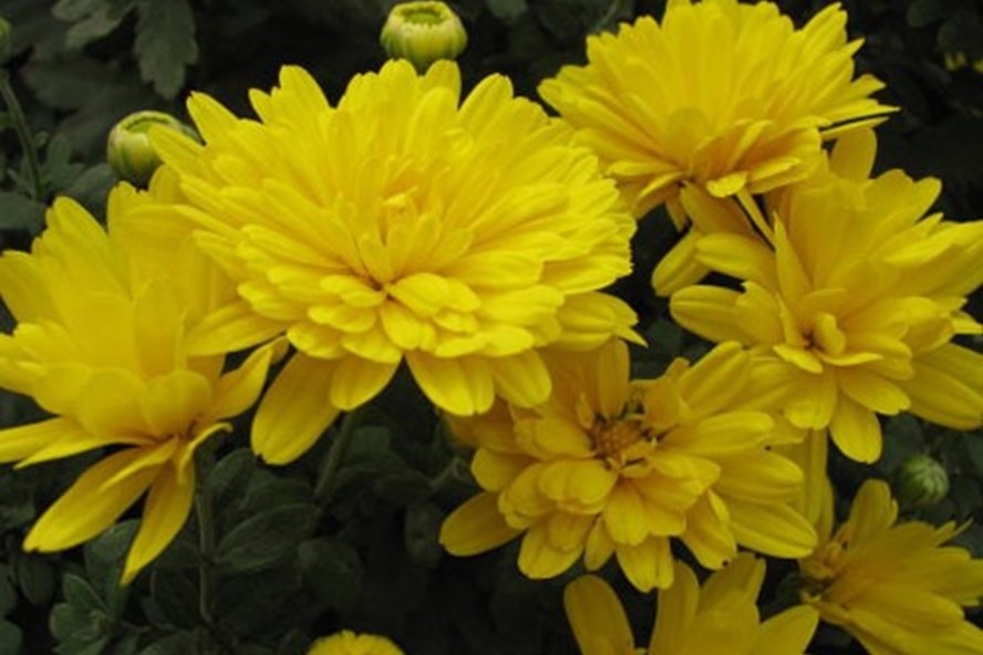Hoa cúc vàng là loại hoa được nhiều gia đình chọn để đặt lên mâm cỗ cúng rằm tháng Chạp. Ảnh LĐO