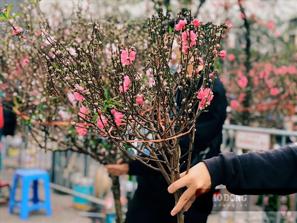 Trang trí nhà đón Tết với những chậu hoa đào ngát hương. Ảnh: LĐO