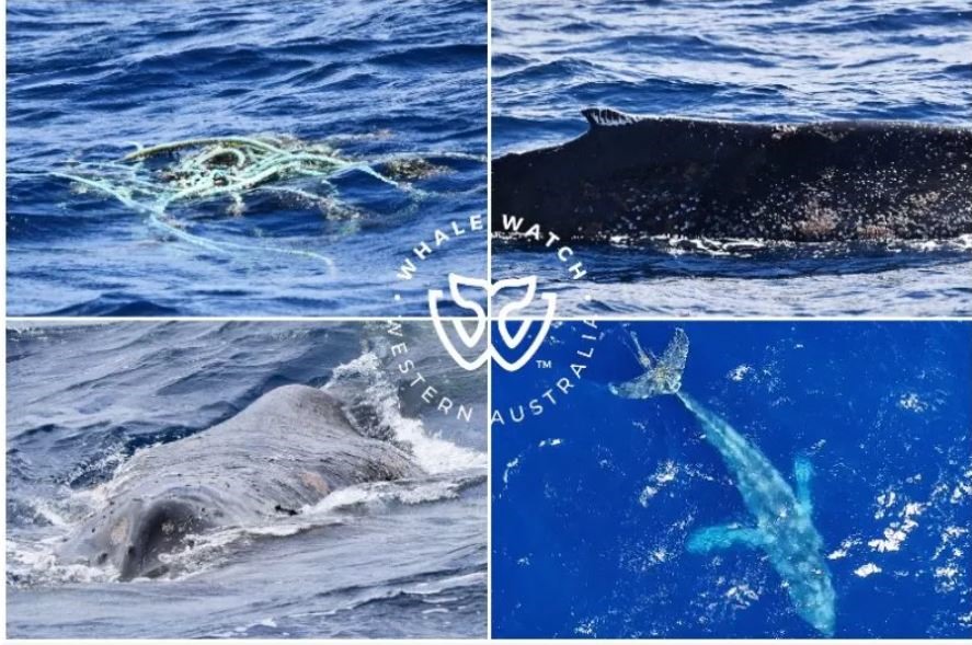 Con cá voi lưng gù được đàn cá voi sát thủ giải cứu. Ảnh: Whale Watch Western Australia