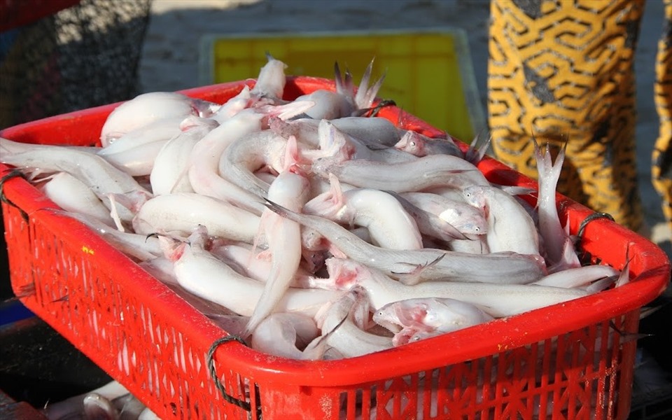 Ngư dân Nguyễn Hữu Cảm (ở thôn 5, xã Gio Hải, huyện Gio Linh) ra khơi từ sáng, đến 15h chiều trở vào bờ với 40kg cá khoai. Ông bán ngay tại bến với giá 60.000 đồng mỗi kg, thu được hơn 2 triệu đồng.