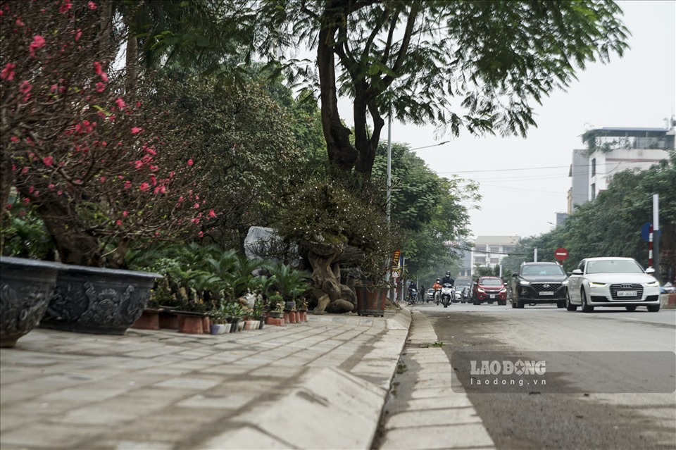 Nhiều năm trở lại đây, cùng với thú chơi đào, chơi quất trong dịp Tết Nguyên đán, nhiều người dân Hà Nội có thêm một sự lựa chọn khác đó là cây Nhất chi mai.