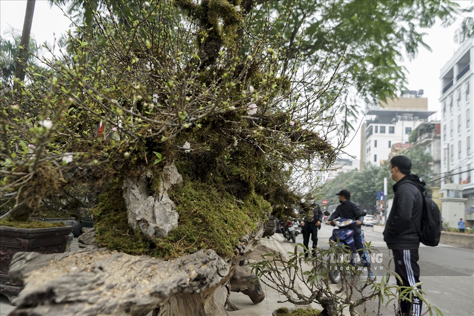 Ông Trần Văn Thái (trú tại Phú Thượng, Tây Hồ) người trông coi cây cảnh tại đây cho biết, chậu cây Nhất chi mai này dài khoảng 4m cao khoảng 2m, được làm ra từ việc chọn khúc gỗ lớn có độ lõm tự nhiên để đặt 9 cây lên tạo dáng.