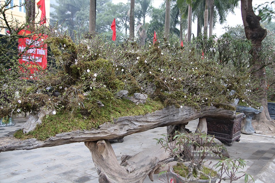 Chủ vườn Trường Xuân cũng cho biết, tại đây đang trưng bày cây nhất chi mai giá 200 triệu đồng. Đây là một trong những cây nhất chi mai độc, lạ bậc nhất ở chợ hoa.