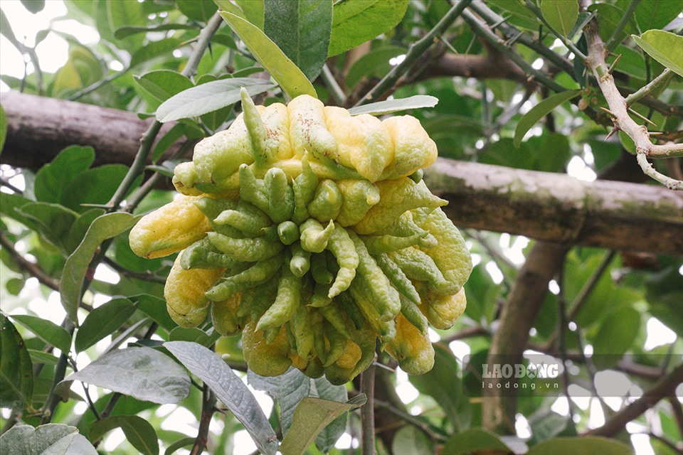 Tùy từng loại mà giá cả phật thủ có giá dao động từ 20 nghìn đến vài trăm nghìn, thậm chí có những quả đẹp độc, lạ giá lên đến hàng triệu đồng một quả vẫn được các thương lái và khách hàng săn đón, đặt mua từ sớm.