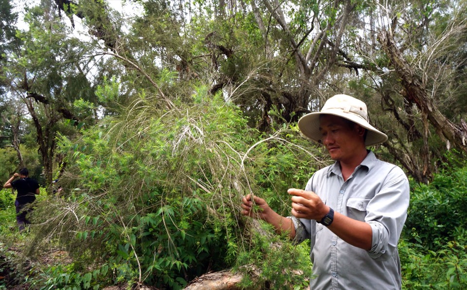 Những cây tràm Úc to lớn trong khu bảo tồn.
