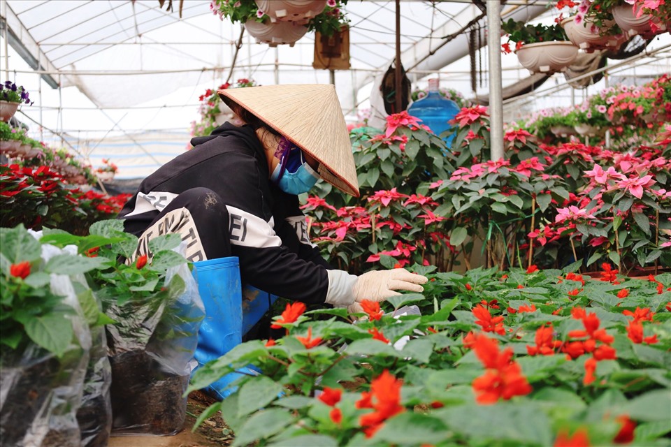 Người trồng hoa ở làng Xuân Quan tất bật những ngày cận Tết. Ảnh: N.T.