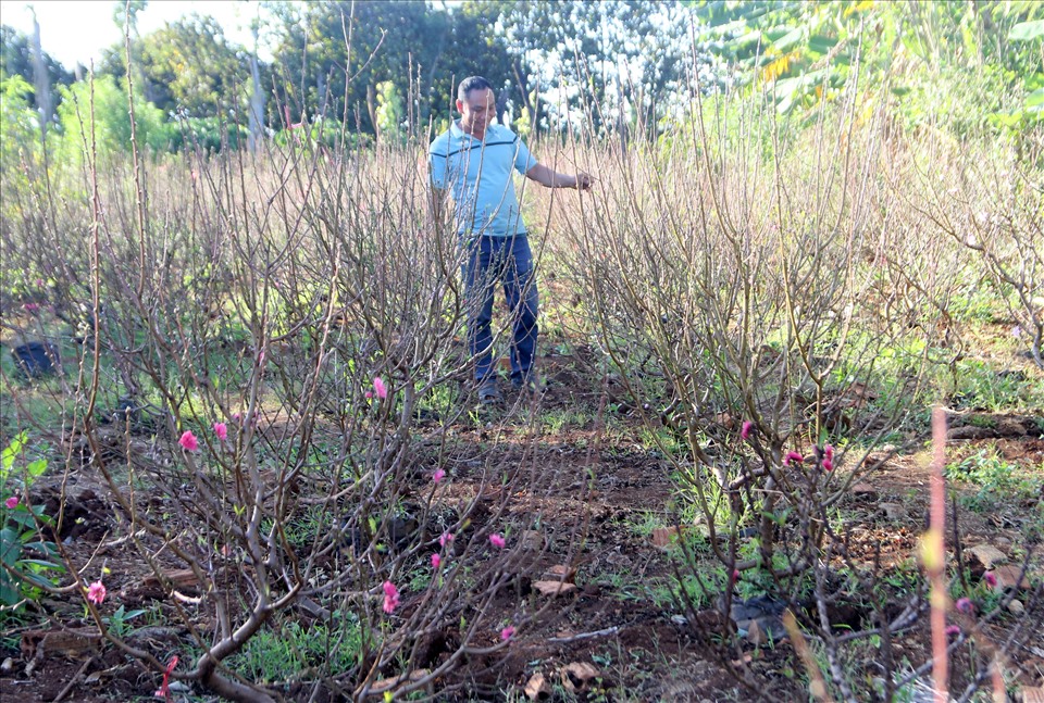 Anh Lã Văn Thư là nông dân đầu tiên đem cây thuần hóa cây đào Nhật Tân vầ thuần hóa ở vùng đất ở xã Nam Xuân, huyện Krông Nô. Ảnh: Phan Tuấn