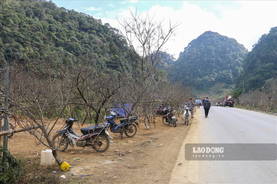 Dọc tuyến Quốc lộ 6 đoạn qua huyện Mộc Châu, tỉnh Sơn La hoa đào đua nhau khoe sắc, không khí Tết tràn ngập không thể thiếu vào những dịp cuối năm.