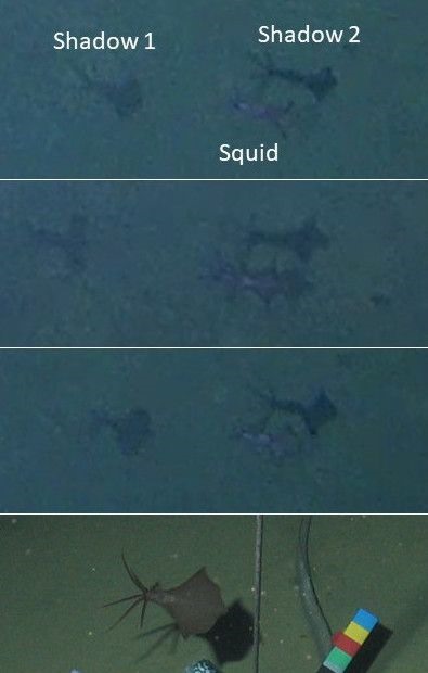 3 bức ảnh phía trên chụp con mực vây lớn ở rãnh Philippine. Bức ảnh dưới cùng là của con mực có kích thước tương tự được chụp vào năm 2014. Ảnh: Caladan oceanic and Alan Jamieson