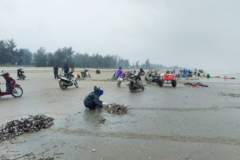 Trên bờ đã có những thành viên của gia đình ngồi chờ để lượm lặt, làm sạch sò. Ảnh: TT.