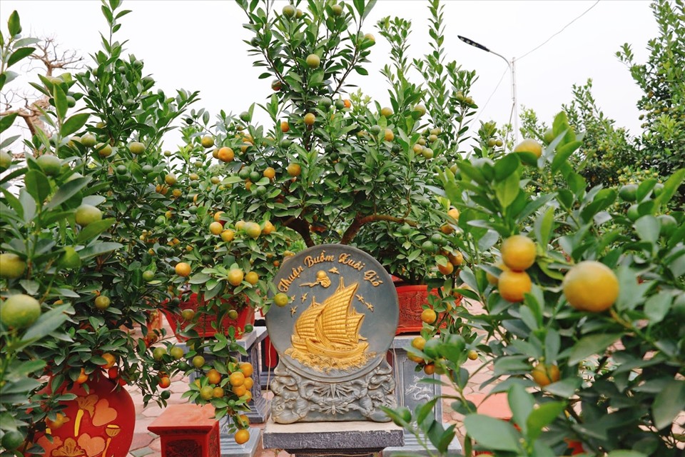 Một cây quất có dáng “Thuận buồm xuôi gió” có giá từ 3 triệu đồng/cây. Ảnh: N.T.